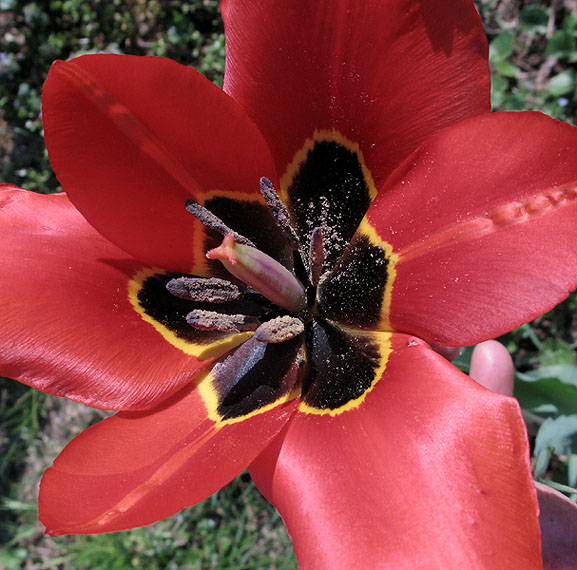 T. raddii