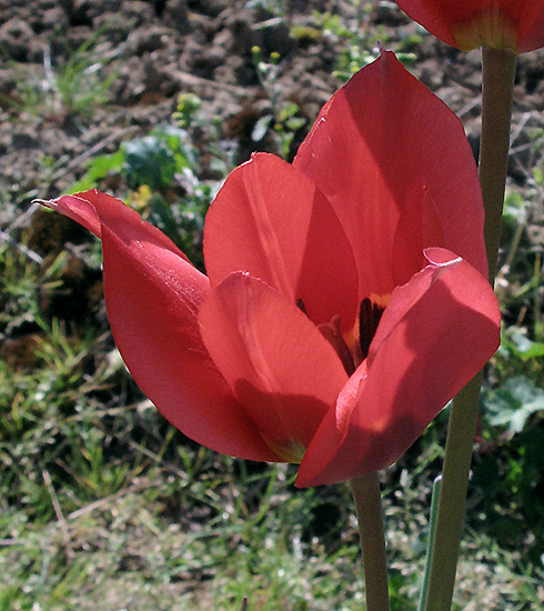 T. raddii