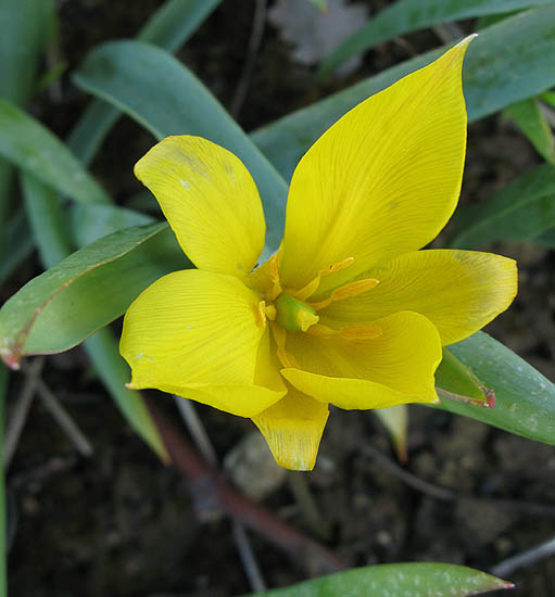 T. sylvestris