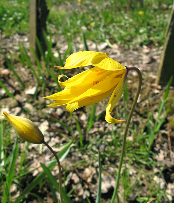 T. sylvestris