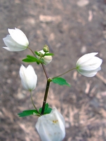 x fleur.JPG