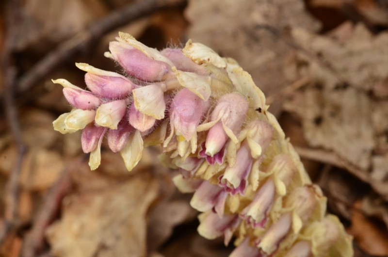 Lathraea squamaria 49b.jpg