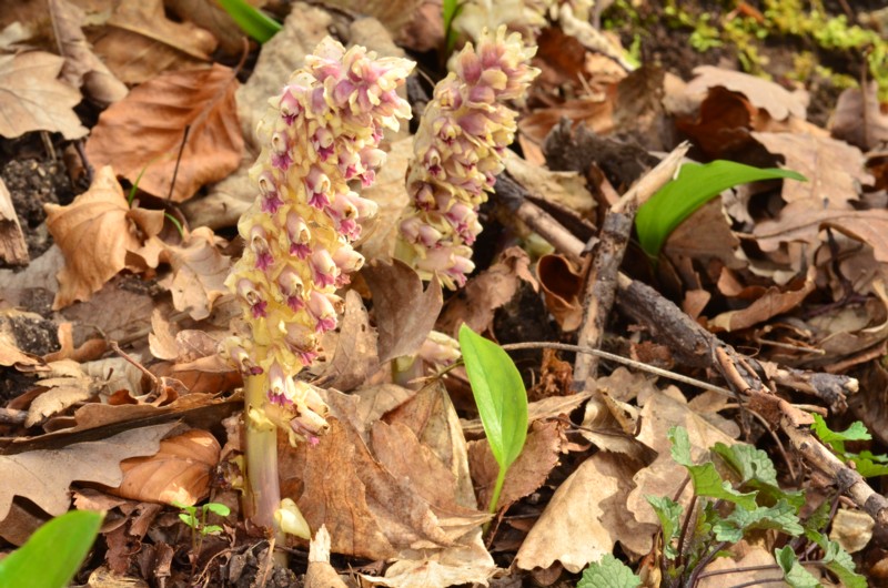Lathraea squamaria 51b.jpg