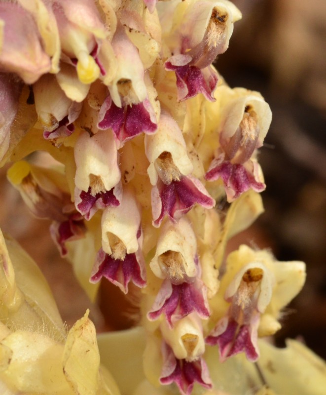 Lathraea squamaria 52b.jpg