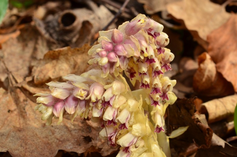 Lathraea squamaria 53b.jpg