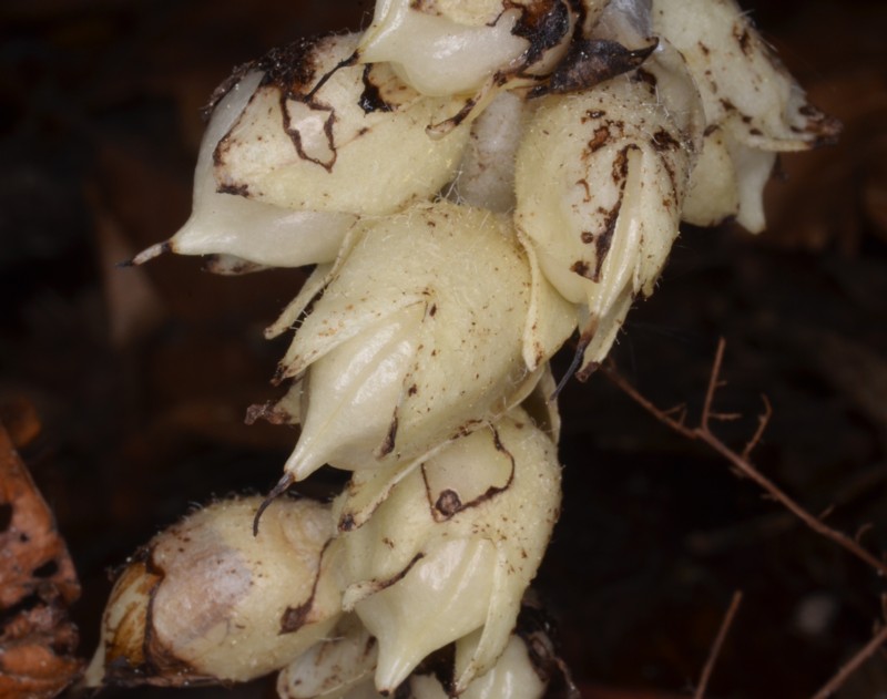 Lathraea squamaria b.jpg