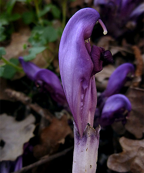 3P1110676R.jpg