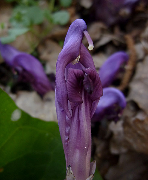 2P1110674R.jpg