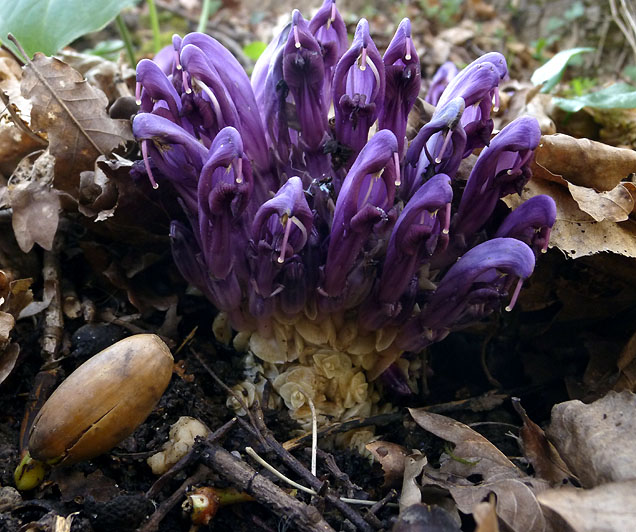 1.1P1110673-R.jpg