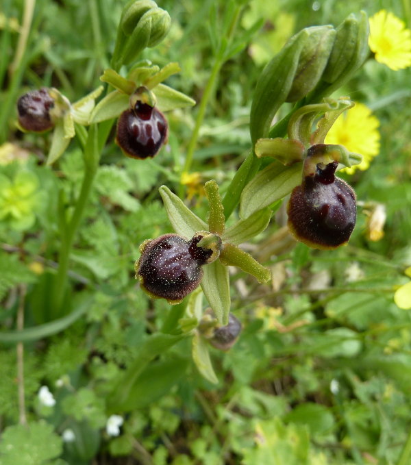 Ophrys exaltata subsp. marzuola0114.jpg