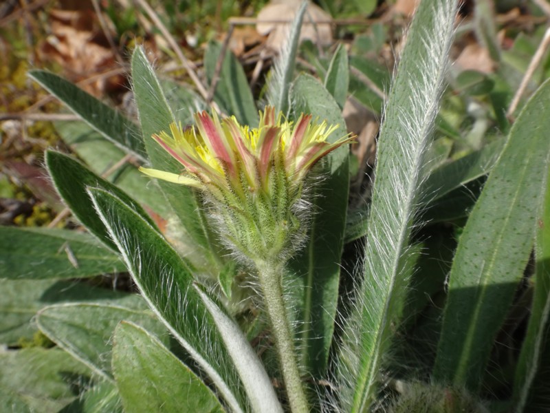 16 Hieracium peleterianum2.JPG