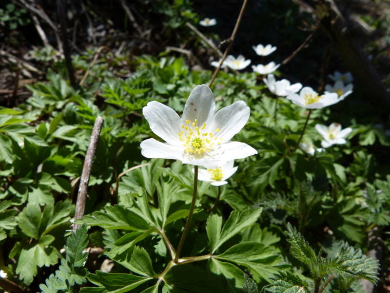 2014-04-06, bellver 102.jpg