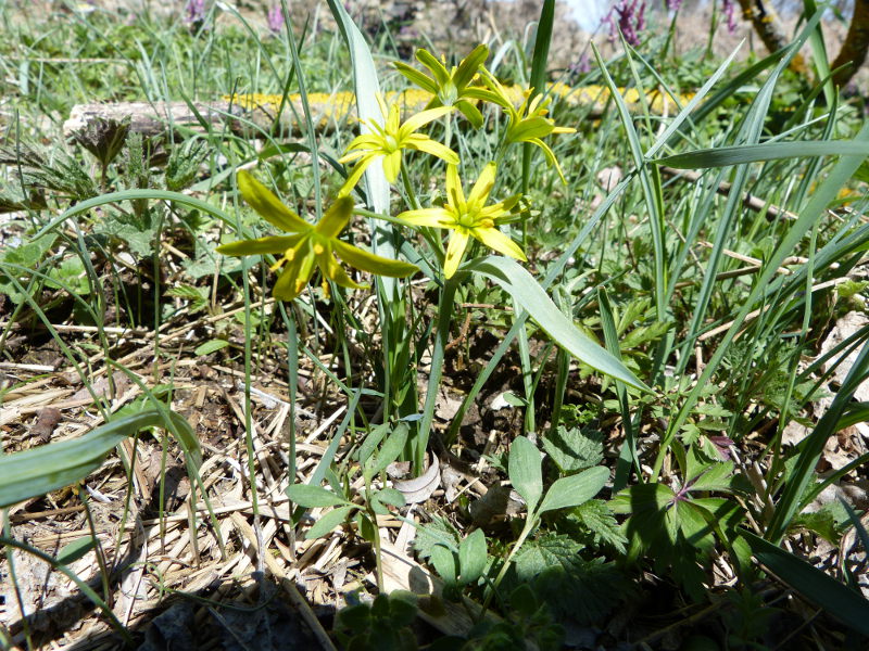 2014-04-06, bellver 103.jpg