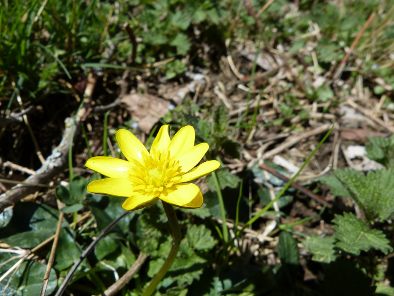 2014-04-06, bellver 105.jpg