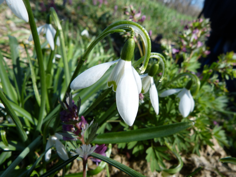 2014-04-06, bellver 108.jpg
