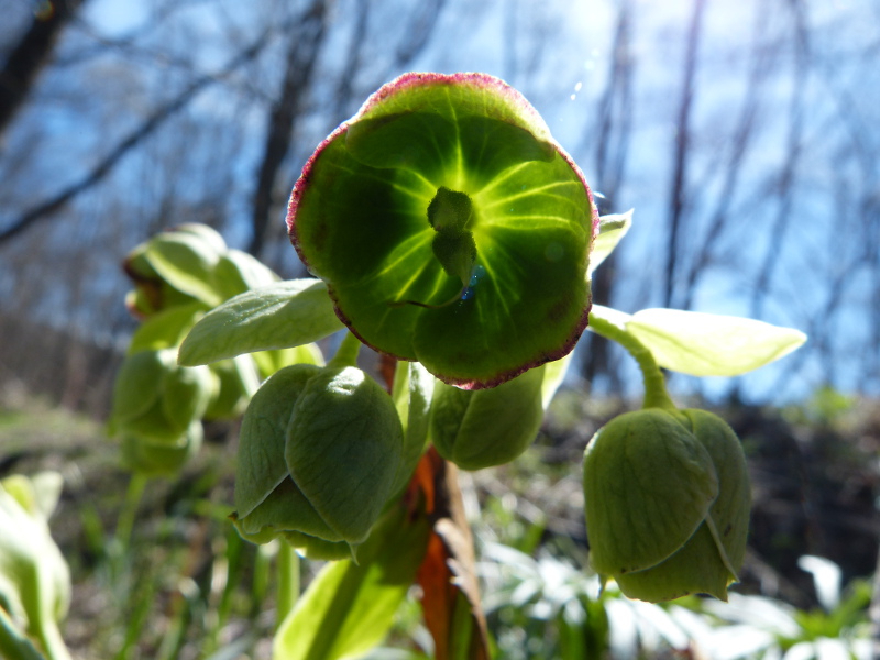 2014-04-06, bellver 110.jpg