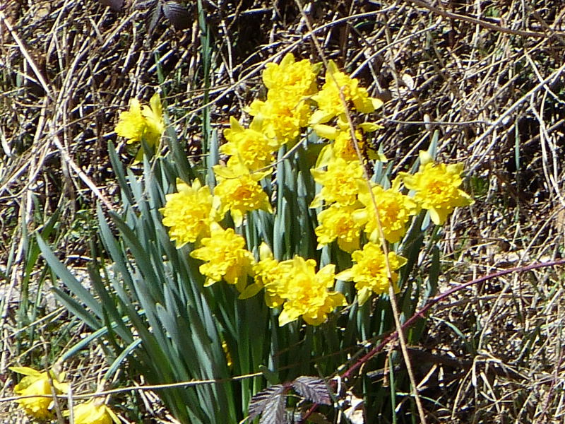 2014-04-06, bellver 112.jpg