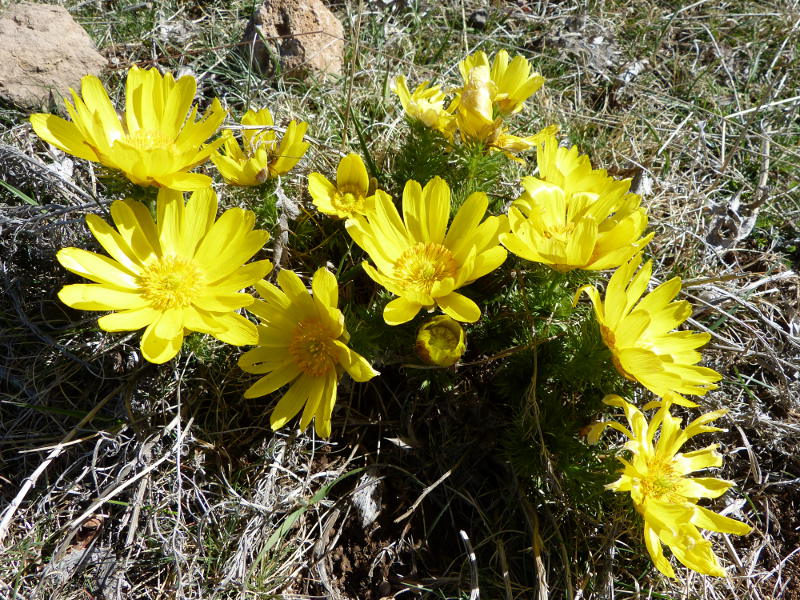 2014-04-06, bellver 116.jpg