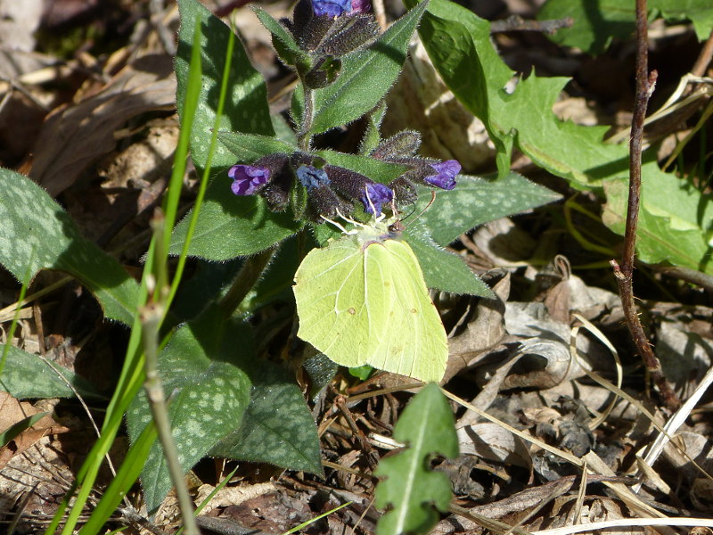2014-04-06, bellver 126.jpg