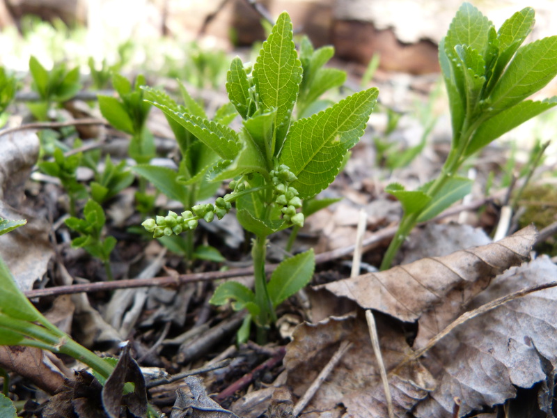 2014-04-06, bellver 128.jpg