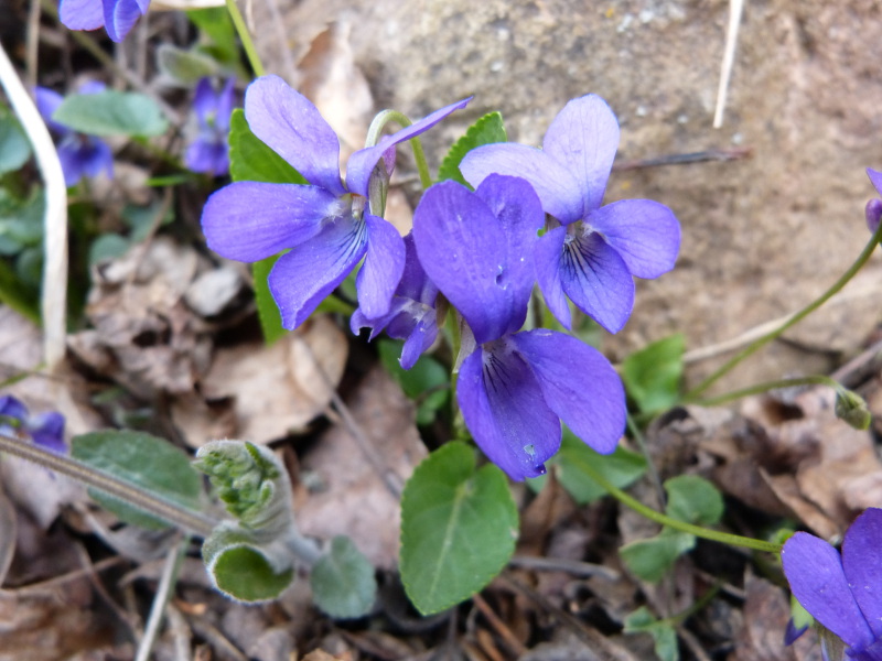 2014-04-06, bellver 130.jpg