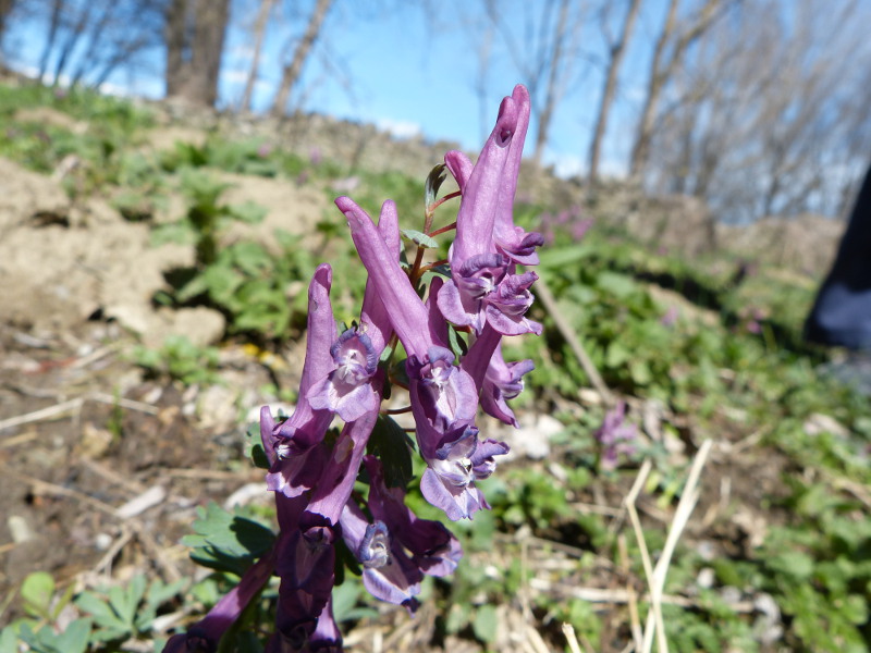 2014-04-06, bellver 106.jpg