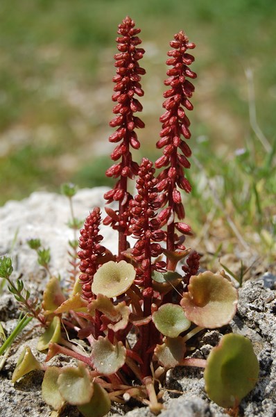 Umbilicus rupestris (1) [1600x1200].JPG