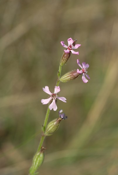 Silene neglecta (20) [1600x1200].JPG