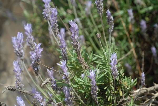 Lavandula dentata (7) [1600x1200].JPG