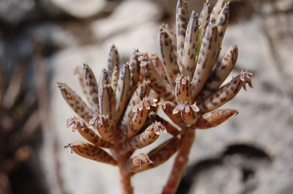 Kalanchoe delagoensis (8) [1600x1200].JPG