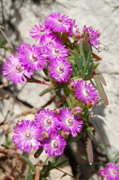 Drosanthemum striatum (1) [1600x1200].JPG