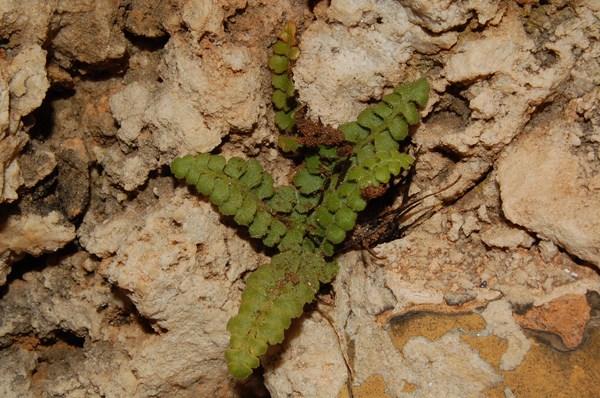 Asplenium petrarchae (2) [1600x1200].JPG