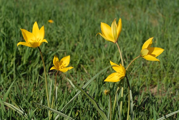 Tulipa silvestris9 [1600x1200].JPG