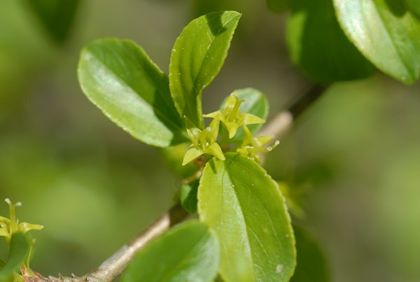 Rhamnus saxatilis3 [1600x1200].JPG