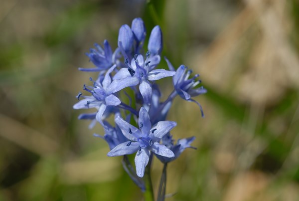 Hyacinthoides italica3 [1600x1200].JPG