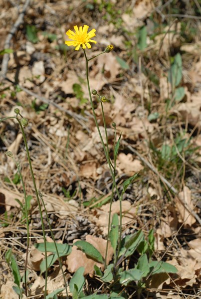 Hieracium glaucinum [1600x1200].JPG