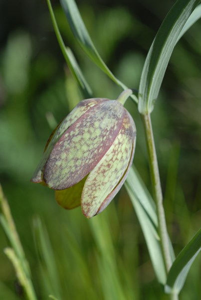 Fritillaria involucrata10 [1600x1200].JPG
