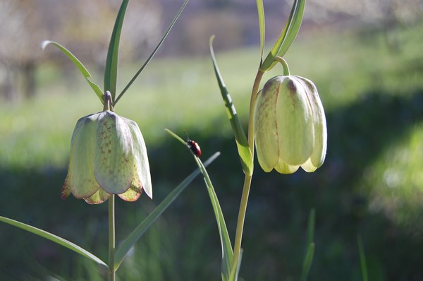 Fritillaria involucrata [1600x1200].JPG