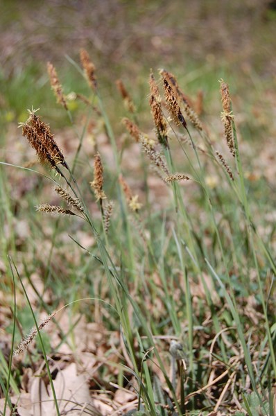 Carex flacca4 [1600x1200].JPG