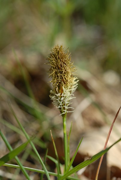 Carex caryophyllea6 [1600x1200].JPG