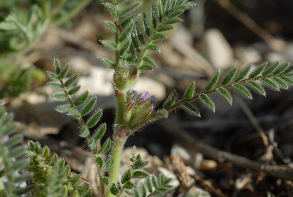 Astragalus sesameus (3) [1600x1200].JPG