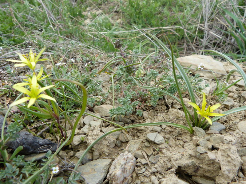 villosa et pratensis