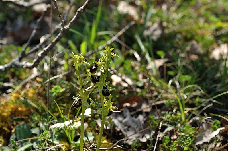 DSC_0809.JPG