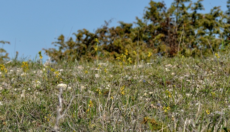 lutea.jpg