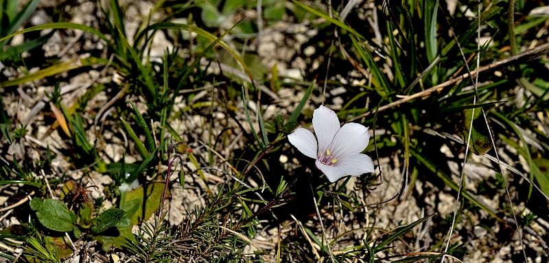 DSC_0827.JPG