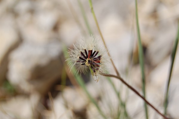 Hieracium sp (4) [1600x1200].JPG