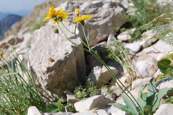 Hieracium sp (3) [1600x1200].JPG