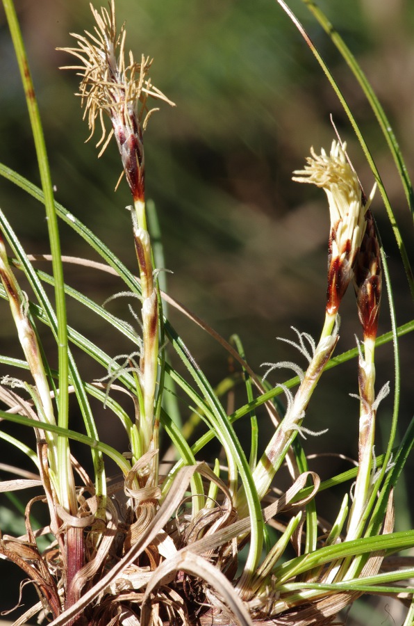 Carex humilis.JPG