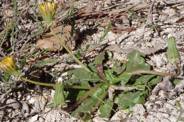 Taraxacum obovatum aggr.JPG
