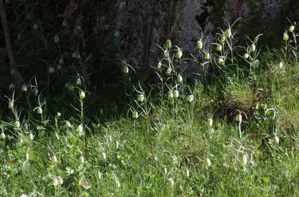 Fritillaria involucrata.JPG